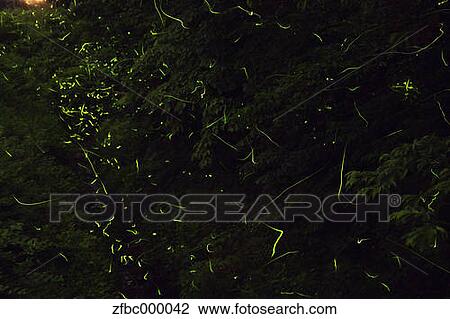 Fireflies at night, Gunma Prefecture View Large Photo Image Stock Image - Fireflies at night, Gunma Prefecture. Fotosearch