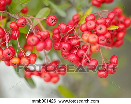 Firethorn View Large Photo Image Stock Photograph - Firethorn. Fotosearch