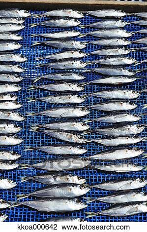 Fish drying under the sun View Large Photo Image Stock Image - Fish drying under the sun. Fotosearch