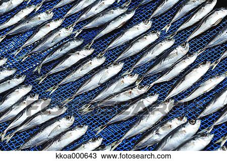 Fish drying under the sun View Large Photo Image Stock Image - Fish drying under the sun. Fotosearch