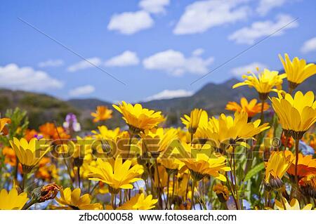 Flower garden and sky View Large Photo Image Stock Photo - Flower garden and sky. Fotosearch
