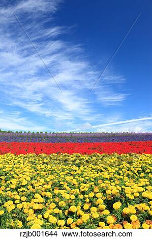 Flower garden, Hokkaido View Large Photo Image Picture - Flower garden, Hokkaido. Fotosearch