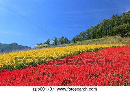 Stock Photo - Flower garden in Furano, Hokkaido. Fotosearch