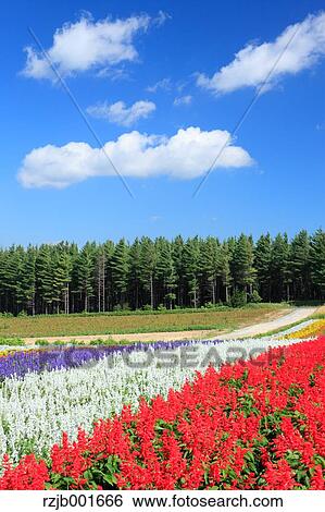 Flower garden in Furano, Hokkaido View Large Photo Image Stock Photograph - Flower garden in Furano, Hokkaido. Fotosearch