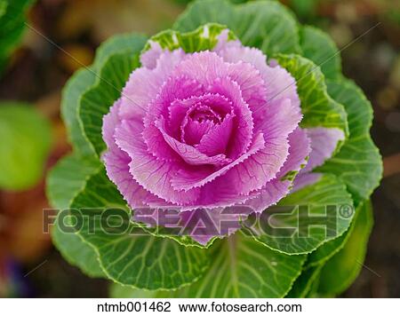 Flowering Kale View Large Photo Image Stock Image - Flowering Kale. Fotosearch
