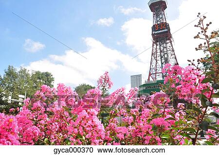 Flowers at Sapporo Odori Park, Hokkaido View Large Photo Image Stock Image - Flowers at Sapporo Odori Park, Hokkaido. Fotosearch
