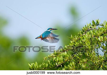 Flying Kingfisher and tree View Large Photo Image Stock Photo - Flying Kingfisher and tree. Fotosearch