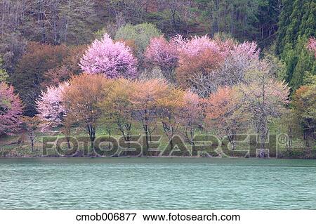 Forest and lake Nakatsu, Nagano Prefecture View Large Photo Image Stock Photo - Forest and lake Nakatsu, Nagano Prefecture. Fotosearch