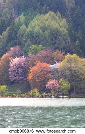 Forest and lake Nakatsu, Nagano Prefecture View Large Photo Image Stock Photograph - Forest and lake Nakatsu, Nagano Prefecture. Fotosearch
