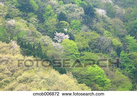 Forest in Nagano Prefecture View Large Photo Image Stock Image - Forest in Nagano Prefecture. Fotosearch