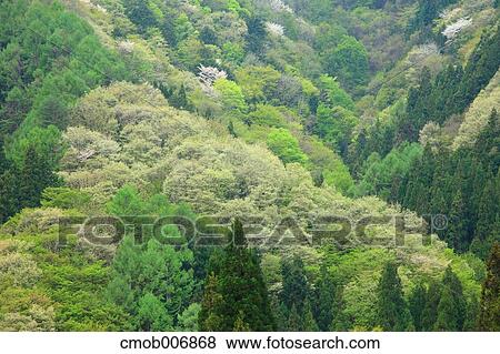 Forest in Nagano Prefecture View Large Photo Image Stock Photo - Forest in Nagano Prefecture. Fotosearch