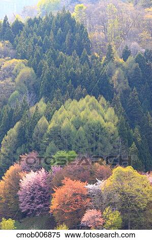 Stock Photography - Forest in Nagano Prefecture. Fotosearch
