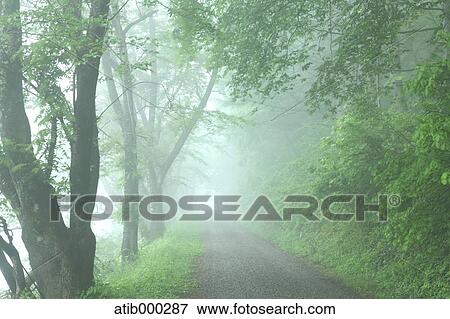 Stock Photo - Forest in the fog, Nagano Prefecture. Fotosearch