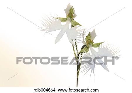 Fringed orchid View Large Photo Image Picture - Fringed orchid. Fotosearch
