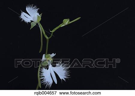 Fringed orchid View Large Photo Image Stock Photo - Fringed orchid. Fotosearch