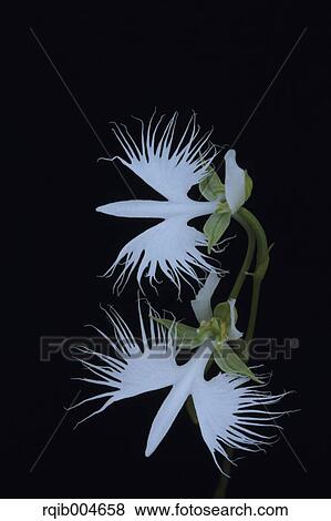 Fringed orchid View Large Photo Image Stock Photo - Fringed orchid. Fotosearch