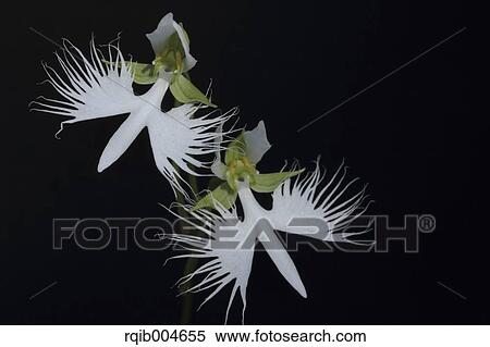 Stock Photography - Fringed orchid. Fotosearch