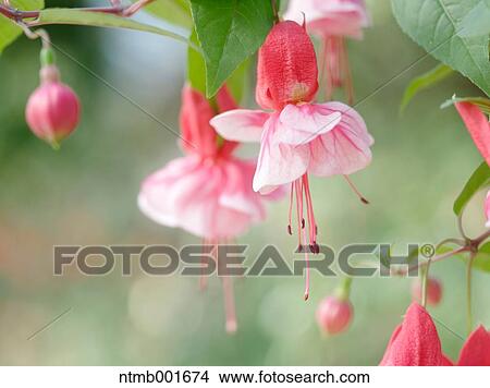 Picture - Fuchsia flowers. Fotosearch
