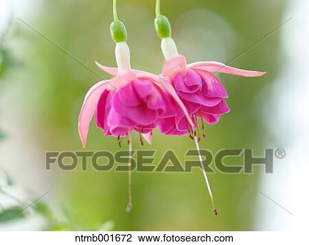 Fuchsia flowers View Large Photo Image Stock Image - Fuchsia flowers. Fotosearch