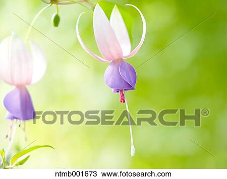 Fuchsia flowers View Large Photo Image Stock Image - Fuchsia flowers. Fotosearch