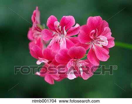 Geranium View Large Photo Image Picture - Geranium. Fotosearch