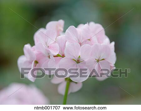 Geranium View Large Photo Image Stock Photo - Geranium. Fotosearch