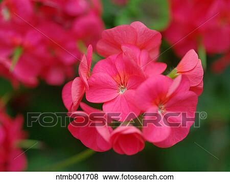 Geranium View Large Photo Image Stock Photo - Geranium. Fotosearch