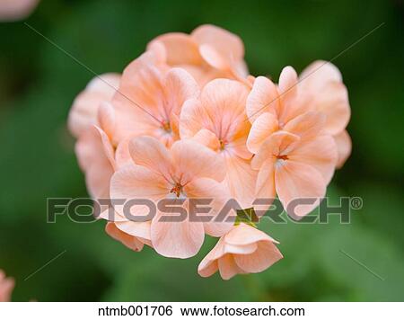 Stock Photograph - Geranium. Fotosearch