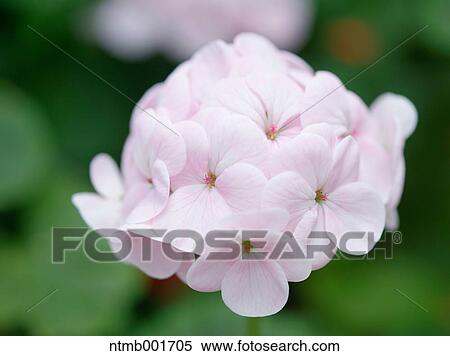 Geranium View Large Photo Image Stock Photography - Geranium. Fotosearch