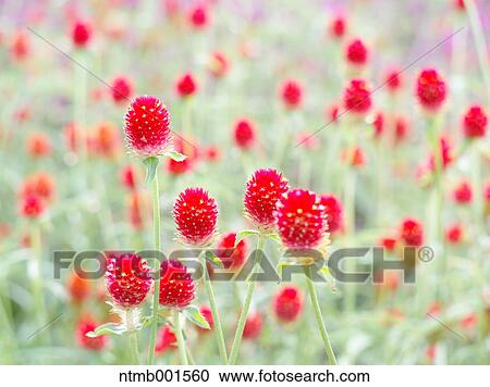 Globe amaranth View Large Photo Image Stock Image - Globe amaranth. Fotosearch