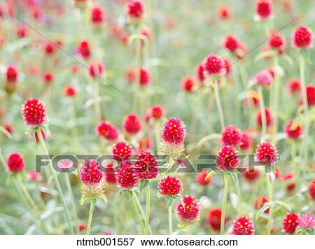 Stock Photo - Globe amaranth. Fotosearch
