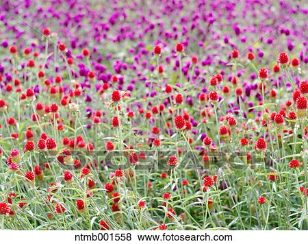 Globe amaranth View Large Photo Image Stock Photo - Globe amaranth. Fotosearch