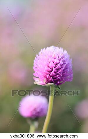 Globe amaranth View Large Photo Image Stock Photograph - Globe amaranth. Fotosearch
