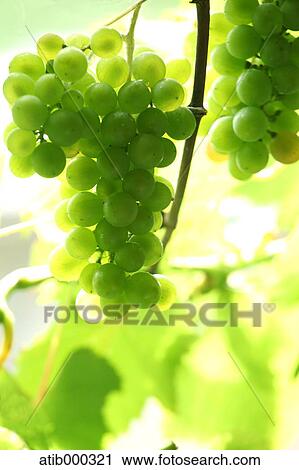Stock Image - Grape. Fotosearch