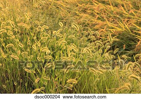 Green foxtail field View Large Photo Image Picture - Green foxtail field. Fotosearch