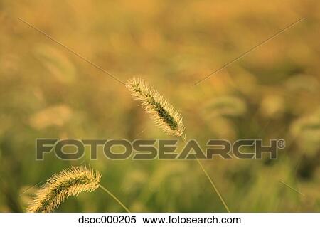 Stock Photography - Green foxtail. Fotosearch