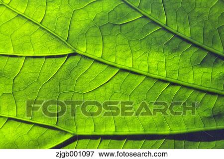 Green leaf View Large Photo Image Stock Photo - Green leaf. Fotosearch