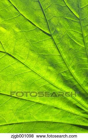 Green leaf View Large Photo Image Stock Photo - Green leaf. Fotosearch