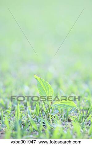 Green leaves on lawn View Large Photo Image Stock Photo - Green leaves on lawn. Fotosearch