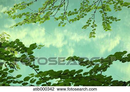Stock Image - Green leaves. Fotosearch