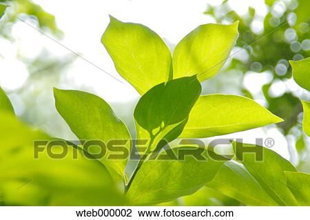 Stock Image - Green leaves. Fotosearch