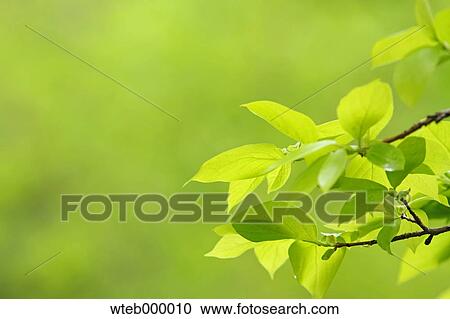 Green leaves View Large Photo Image Stock Image - Green leaves. Fotosearch