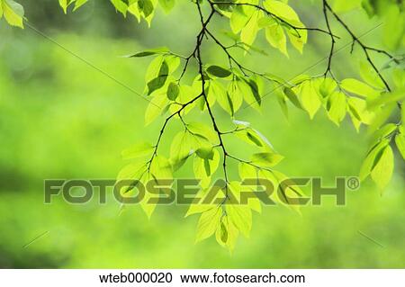 Stock Image - Green leaves. Fotosearch