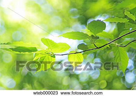 Green leaves View Large Photo Image Stock Image - Green leaves. Fotosearch