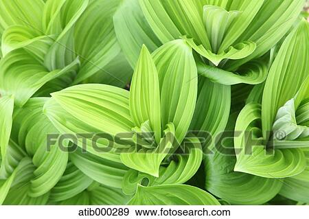 Green leaves View Large Photo Image Stock Photo - Green leaves. Fotosearch