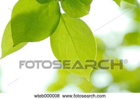 Stock Photo - Green leaves. Fotosearch