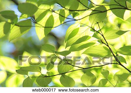 Green leaves View Large Photo Image Stock Photo - Green leaves. Fotosearch