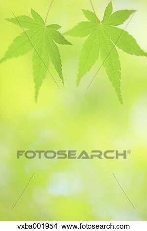 Green maple leaves View Large Photo Image Picture - Green maple leaves. Fotosearch