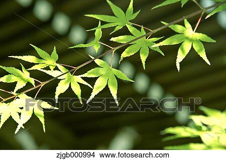Picture - Green maple leaves. Fotosearch