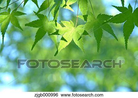 Green maple leaves View Large Photo Image Stock Photograph - Green maple leaves. Fotosearch